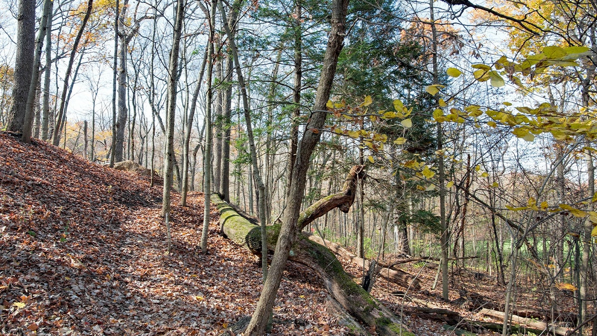 Woods in Nelson-Kennedy Ledges State Park