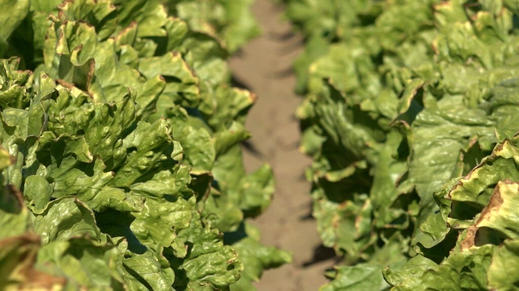 Colorado River management plans to be determined by government after negotiations stall Colorado River management plans to be determined by government after negotiations stall