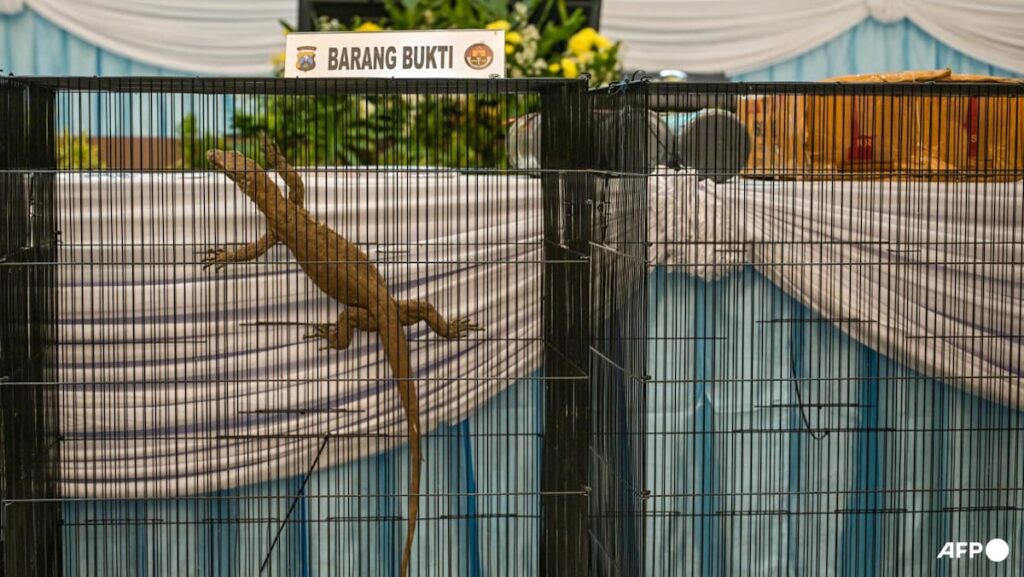 Indonesia police arrest six for Komodo dragon smuggling Indonesia police arrest six for Komodo dragon smuggling