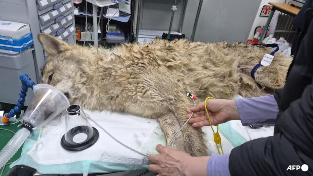 Escaped wolf in South Korea recaptured, returned to zoo