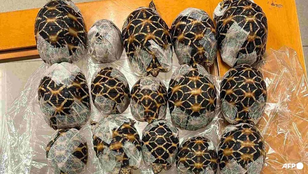 Teen with 30 tortoises under clothes nabbed at Thai airport