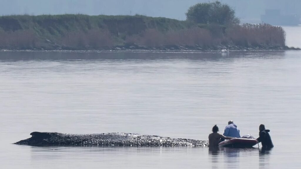 German rescuers plan to use air cushions to save Timmy the whale