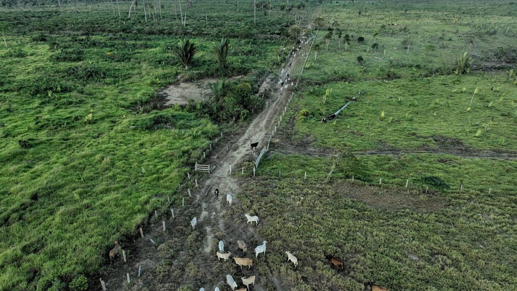 US lawmakers urge EU not to water down deforestation law in review