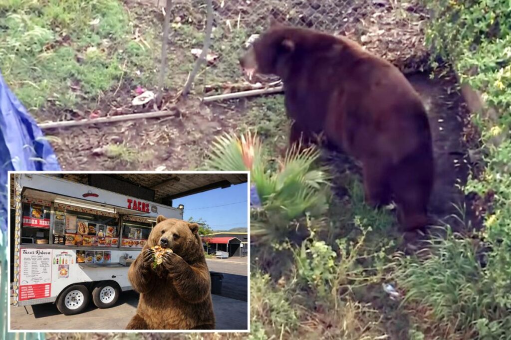 Bear gets comfy in SoCal town as neighbors embrace ferocious friend with memes, tributes