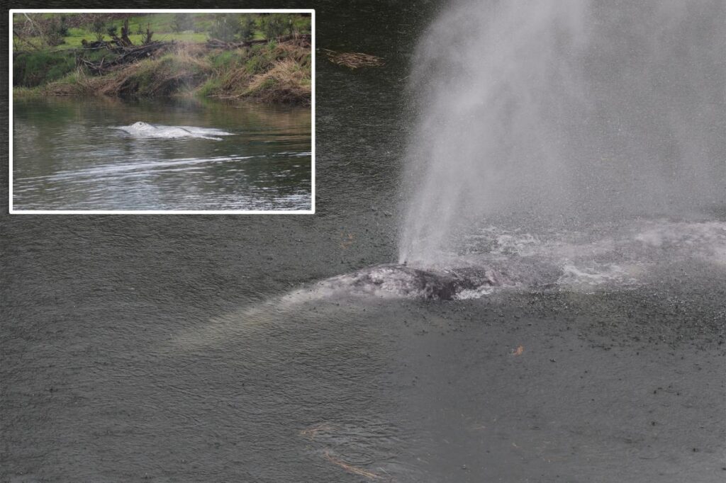 Gray whale that swam 20 miles up a Washington state river is found dead Gray whale that swam 20 miles up a Washington state river is found dead