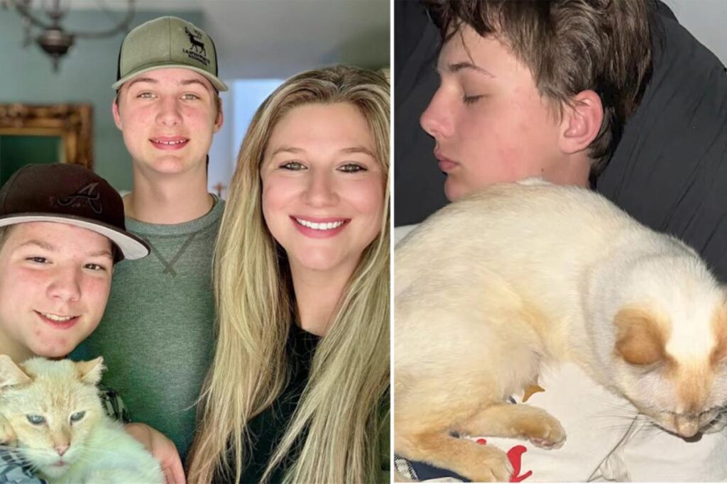 Miracle as California cat named Dodger who was lost seven years ago finds its way back to family 2,500 miles away