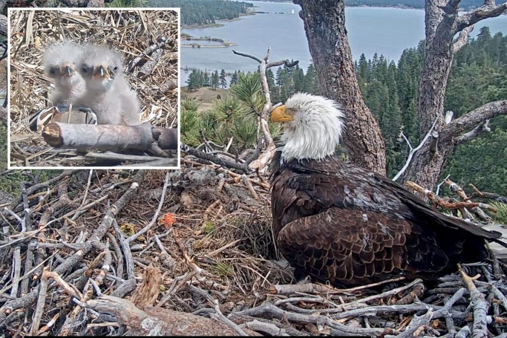 Fans of famous Big Bear bald eagle couple asked to play parent for newborn chicks