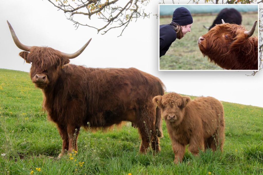 Farmers want to breed ‘uglier’ cows after hordes of influencers inundate farms to take snaps with cattle: ‘My cows don’t get any peace’