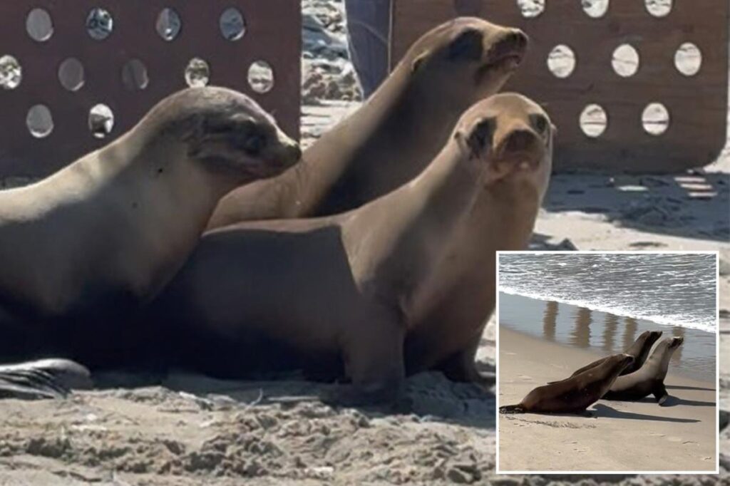 Adorable video shows sea lion pups released back into the ocean