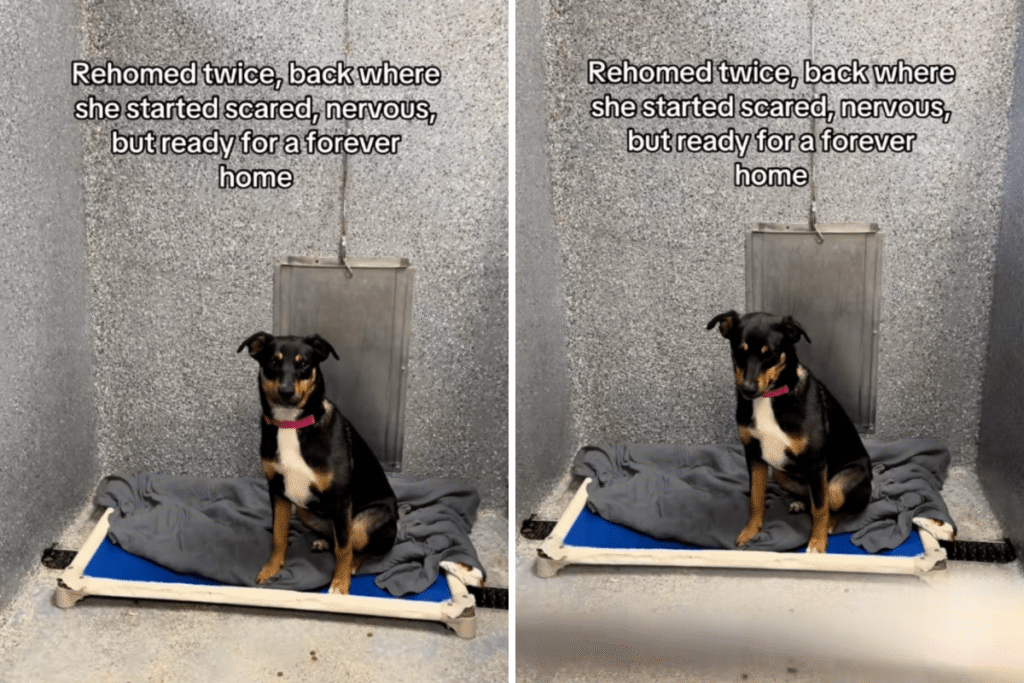 ‘Scared’ Puppy Left Heartbroken After Third Return To Shelter in 11 Months 