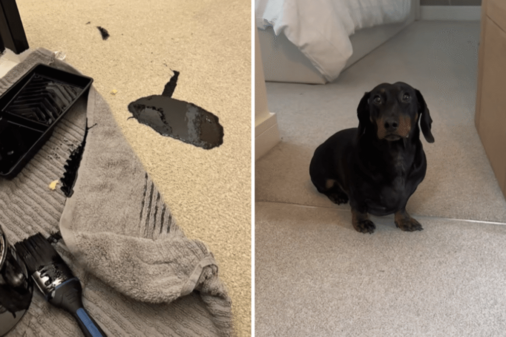 Dachshund Spills Paint on Carpet, Response Says It All—‘Couldn’t Care Less’