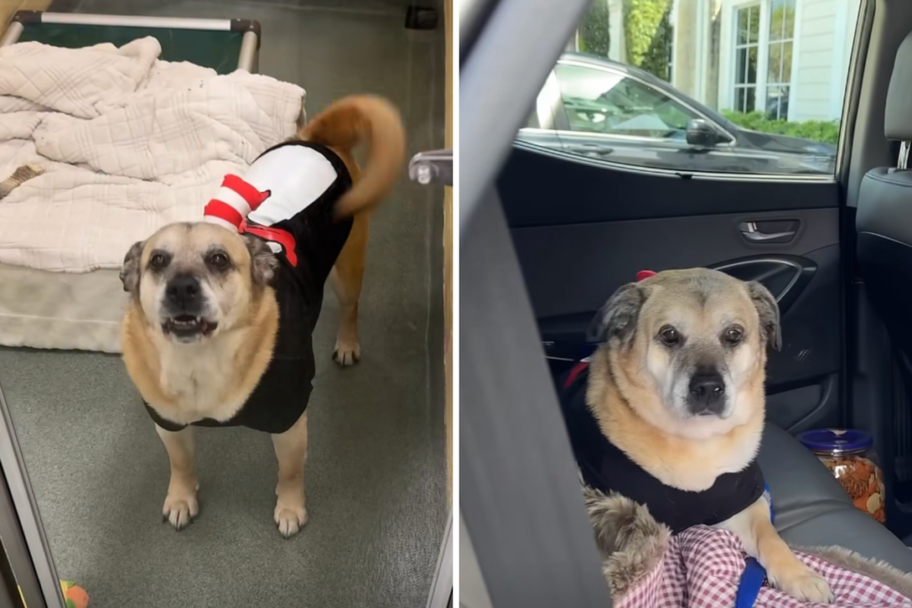 ‘Not a Dry Eye’ as One of Shelter’s Longest-Staying Residents Gets Adopted