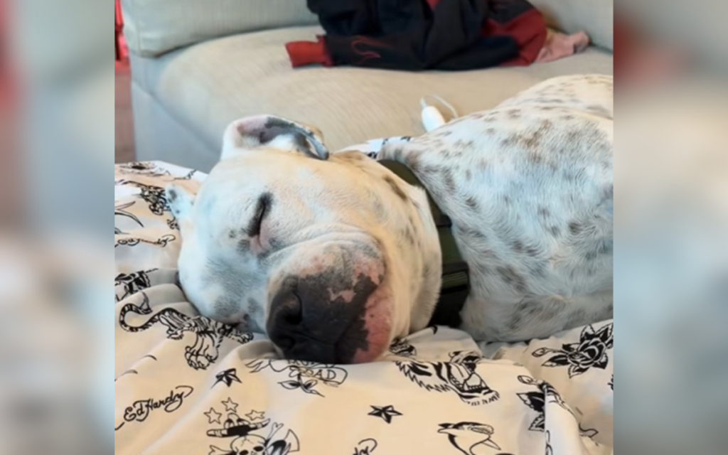 Tears Over How Rescue Dog Sleeps Knowing He Will ‘Never Go Back’ to Shelter