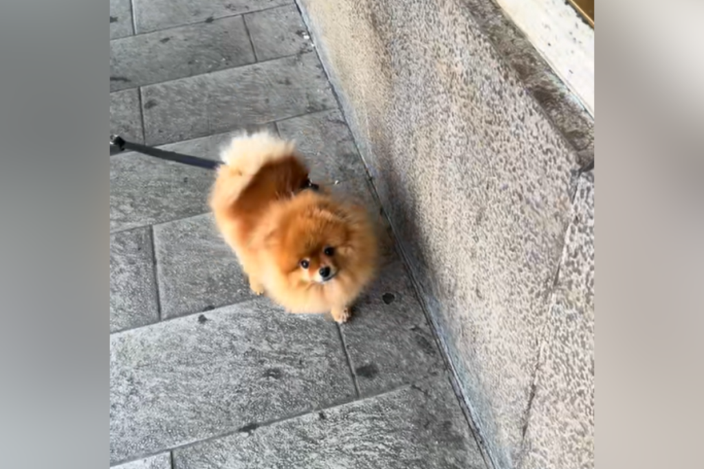 Tears as Woman Is Reunited With Tiny Dog After Months Apart