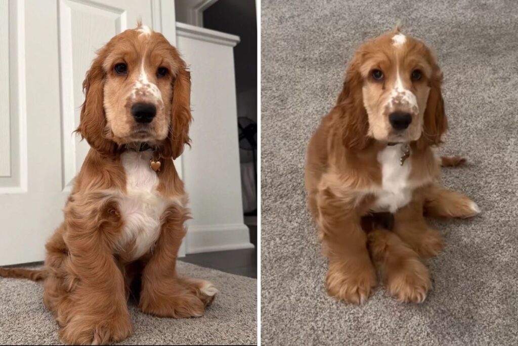 Cocker Spaniel Puppy Unsure as Growth Spurt Leaves Him All ‘Limbs and Paws’ Cocker Spaniel Puppy Unsure as Growth Spurt Leaves Him All ‘Limbs and Paws’