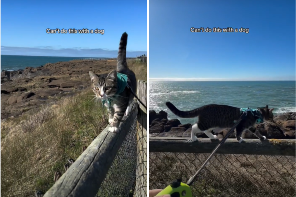 Owner Discovers the One Activity They Can Do With Cats—but Not Dogs