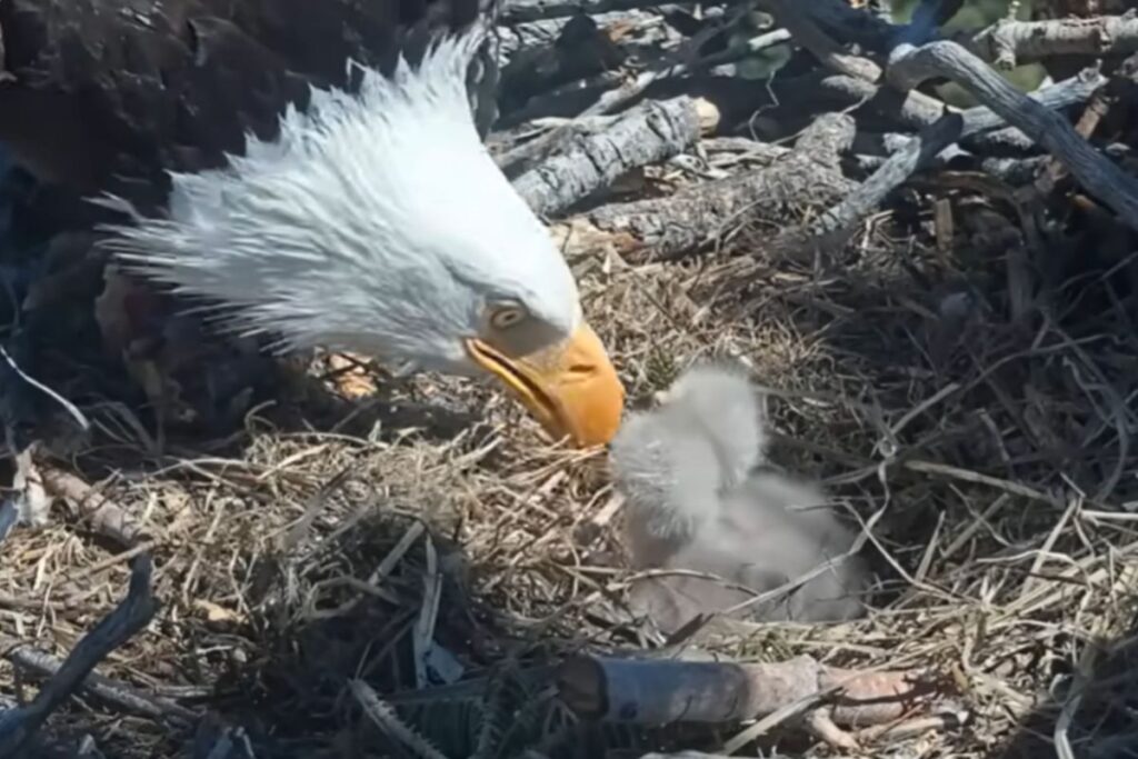 Big Bear’s Bald Eagle Chicks Face a M Problem