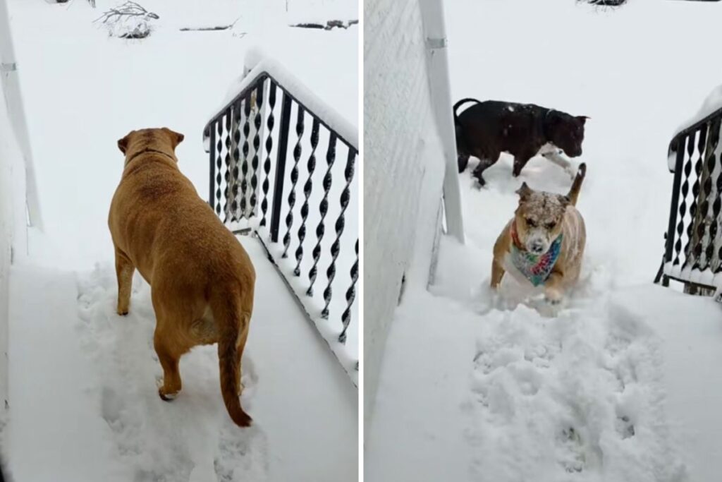 Florida-Born Husky Finally Seeing Snow in Home State Wins Pet of the Week Florida-Born Husky Finally Seeing Snow in Home State Wins Pet of the Week