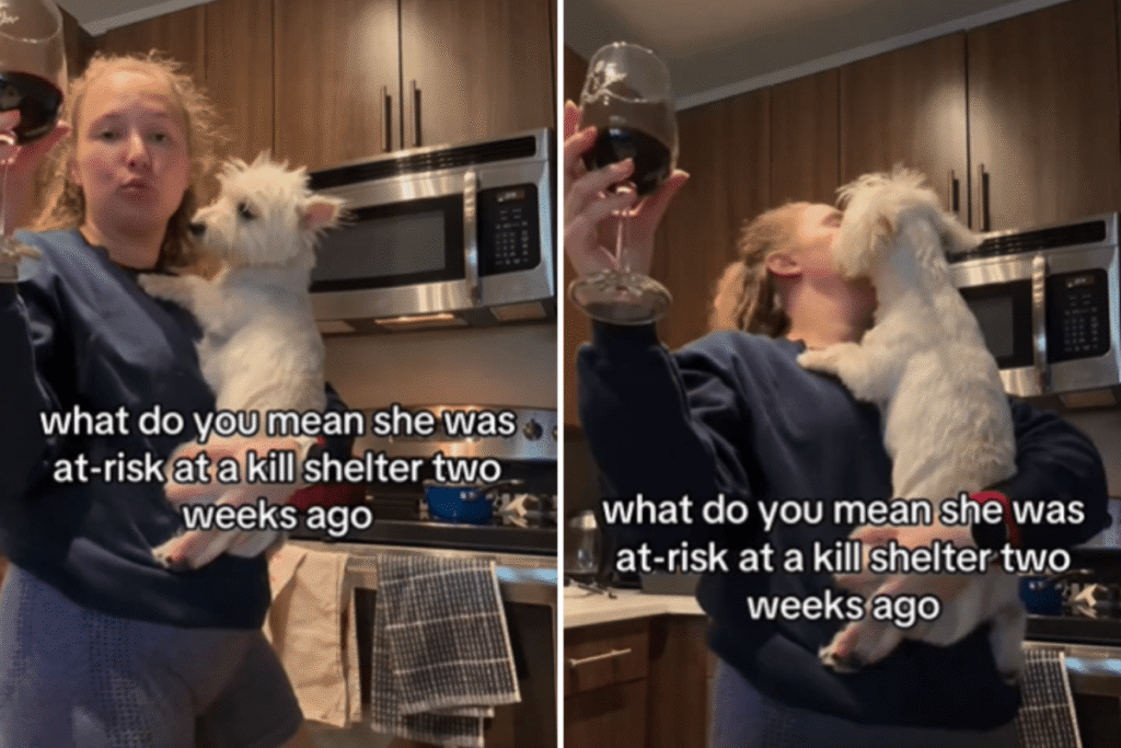 Westie ‘At Risk’ in High-Kill Shelter—2 Weeks Later Life Is Unrecognizable