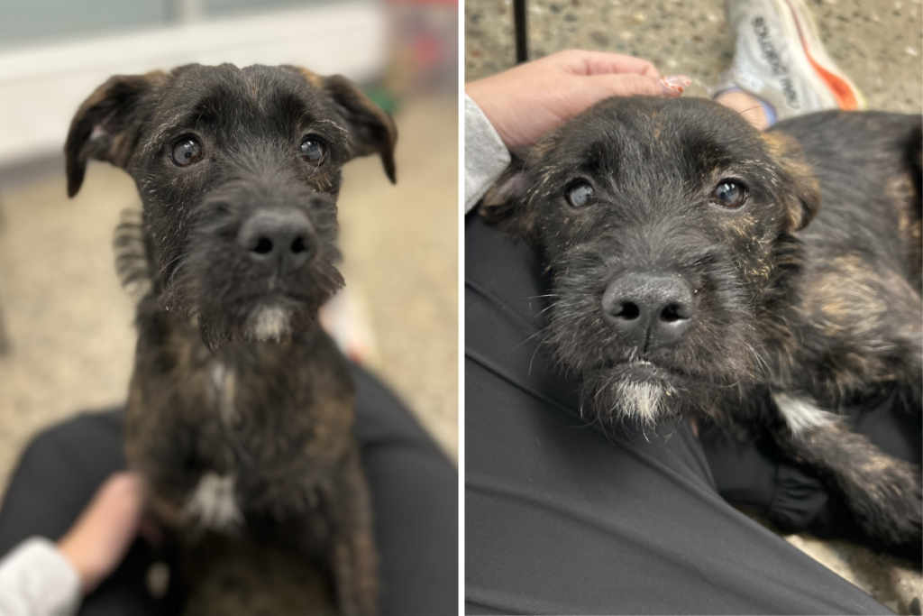 Tears As Dog Dumped With Bag of Food, Stays Beside It Until She’s Found
