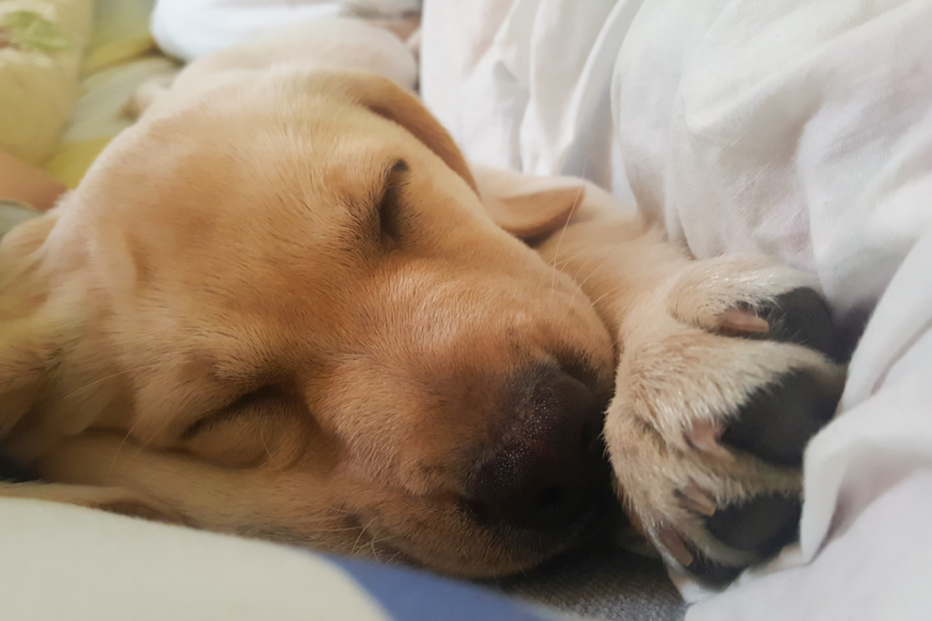 Woman Needs To Lie Down After Run, Hearts Melt As Her Puppy Has ‘Same Idea’