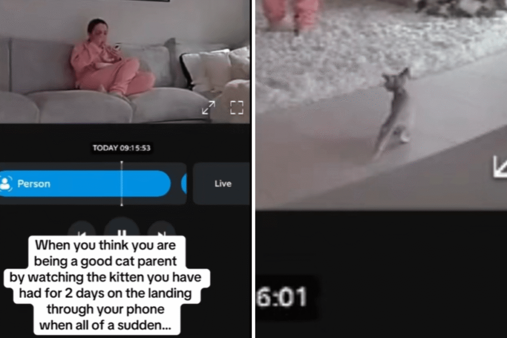 Woman Thinks She’s Being ‘Good Cat Parent’, Then She Checks Home CCTV