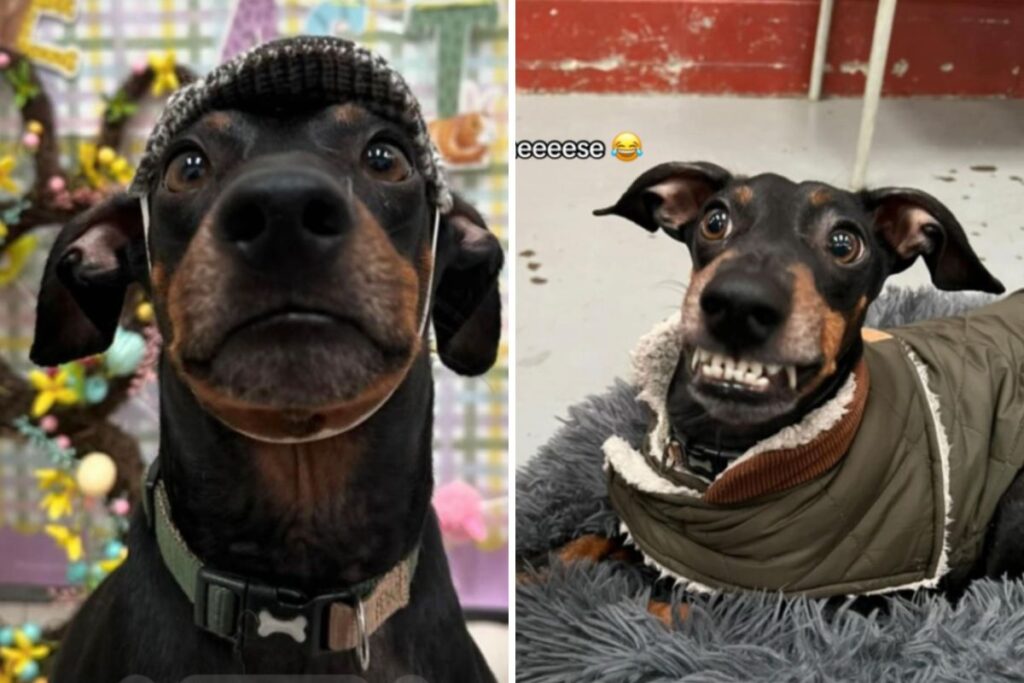 Owner leaves dog at daycare—not prepared for what the photos reveal