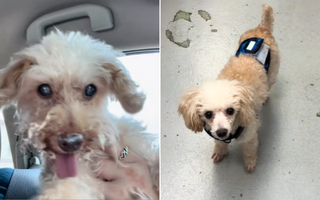 Woman Finds Late Dog’s ‘Doppelganger’ at Shelter, Knows What She Has To Do