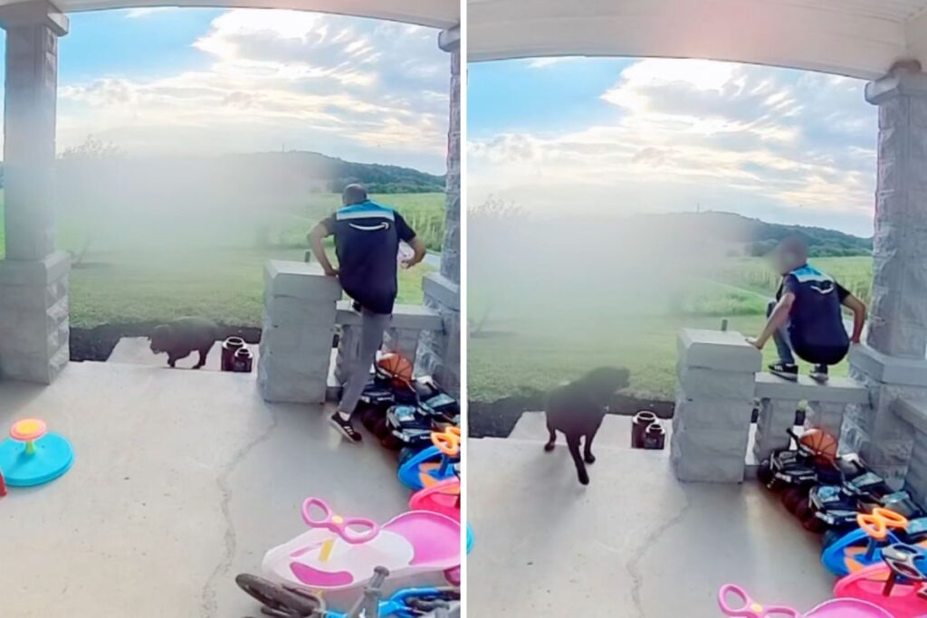 Doorbell Cam Captures Moment Delivery Driver ‘Risked It All’ With Dog