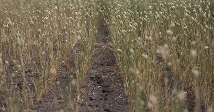 Seeds planted for in-depth review of Saskatchewan farming, province says Seeds planted for in-depth review of Saskatchewan farming, province says