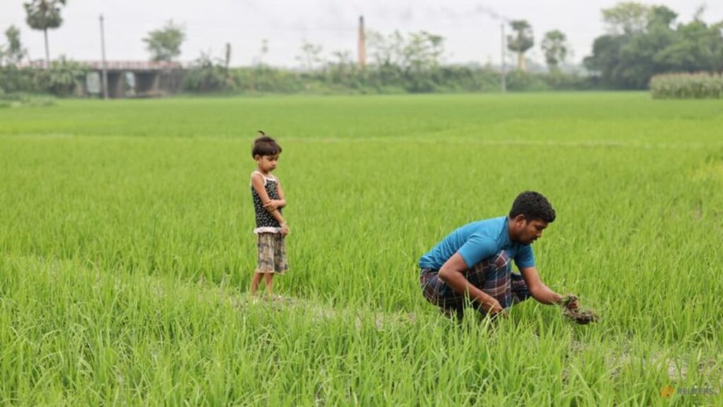 Heavy rains threaten Bangladesh’s rice harvest