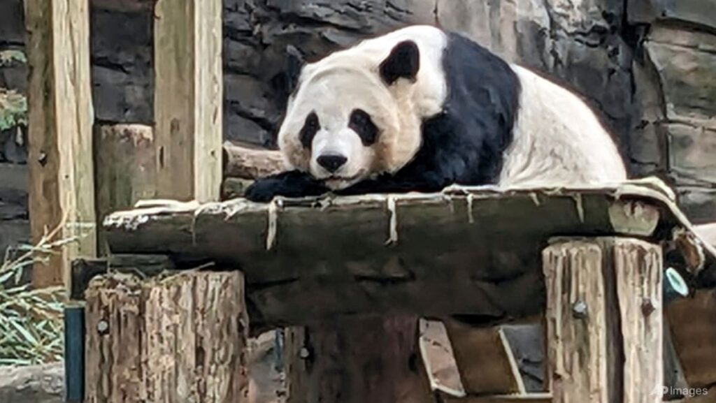 ‘Panda bond’ continues as China sends giant pandas to US zoo
