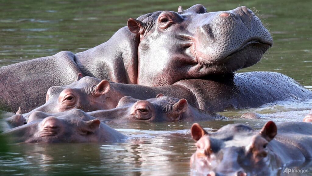 Indian billionaire’s son offers home for Escobar’s hippos