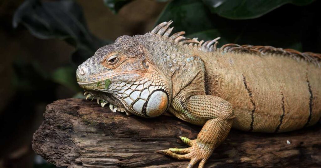 289-Million-Year-Old Mummified Reptile Found in Oklahoma: Everything We Know About the Discovery 289-Million-Year-Old Mummified Reptile Found in Oklahoma: Everything We Know About the Discovery