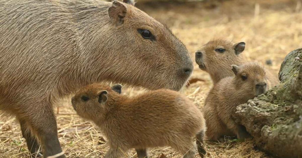 Cape May Zoo’s Capybara Family Just Got Even Cuter With 2 New Pups Born in April