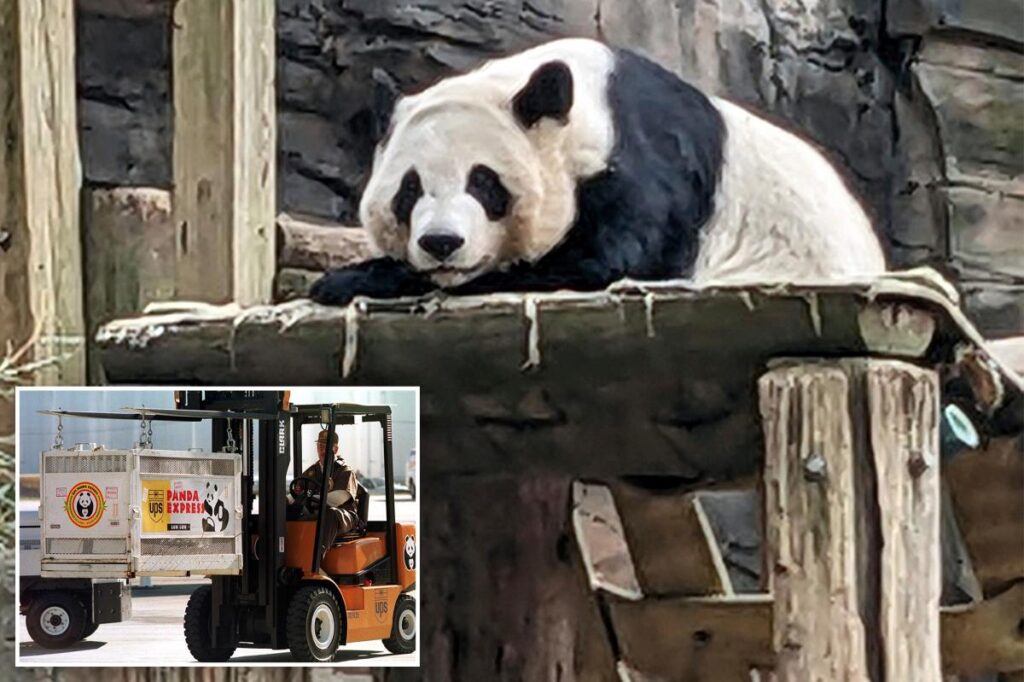 China to send giant pandas to Zoo Atlanta