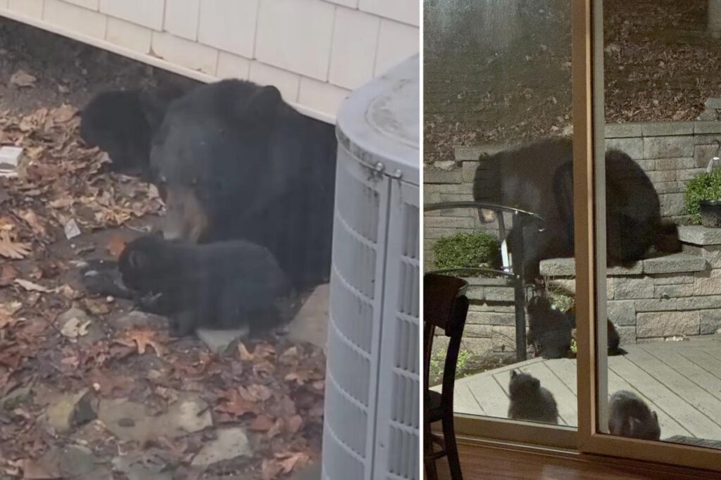 Mama bear, 4 cubs settle underneath NJ family’s porch — and show no signs of leaving Mama bear, 4 cubs settle underneath NJ family’s porch — and show no signs of leaving