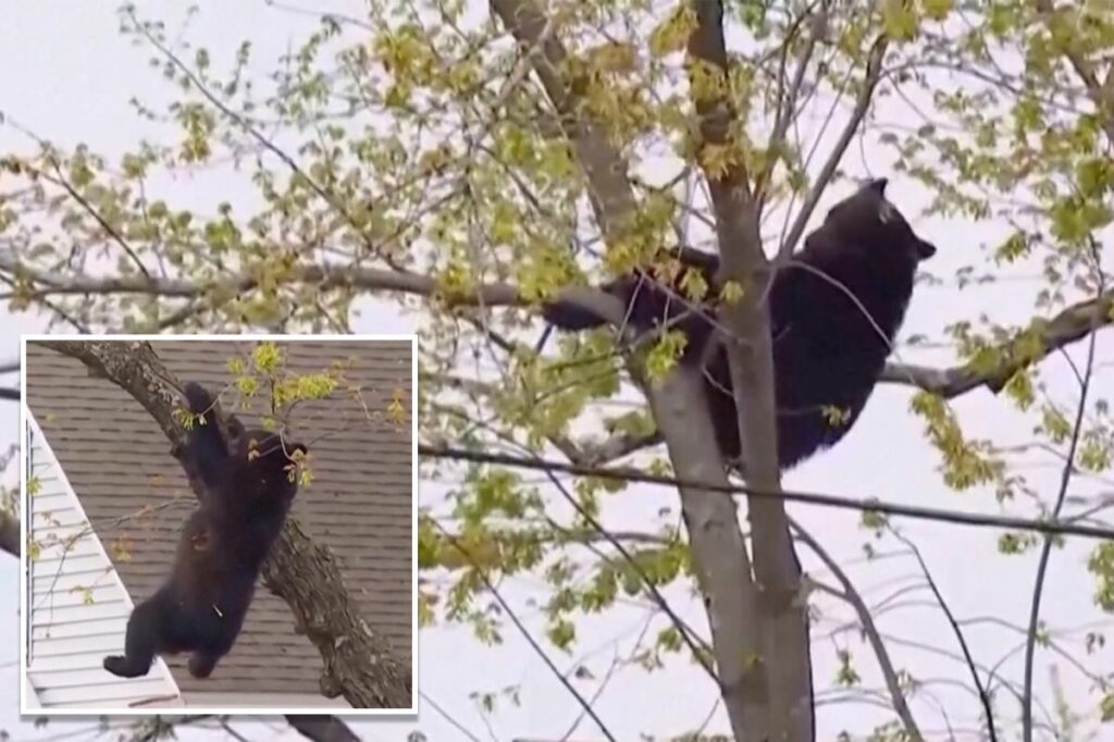 Curious black bear tranquilized by cops, topples out of tree after hours-long standoff in Albany