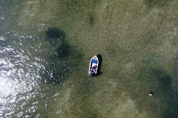 Remnants of blooms past — black clumps of Lyngbya in Moreton Bay.