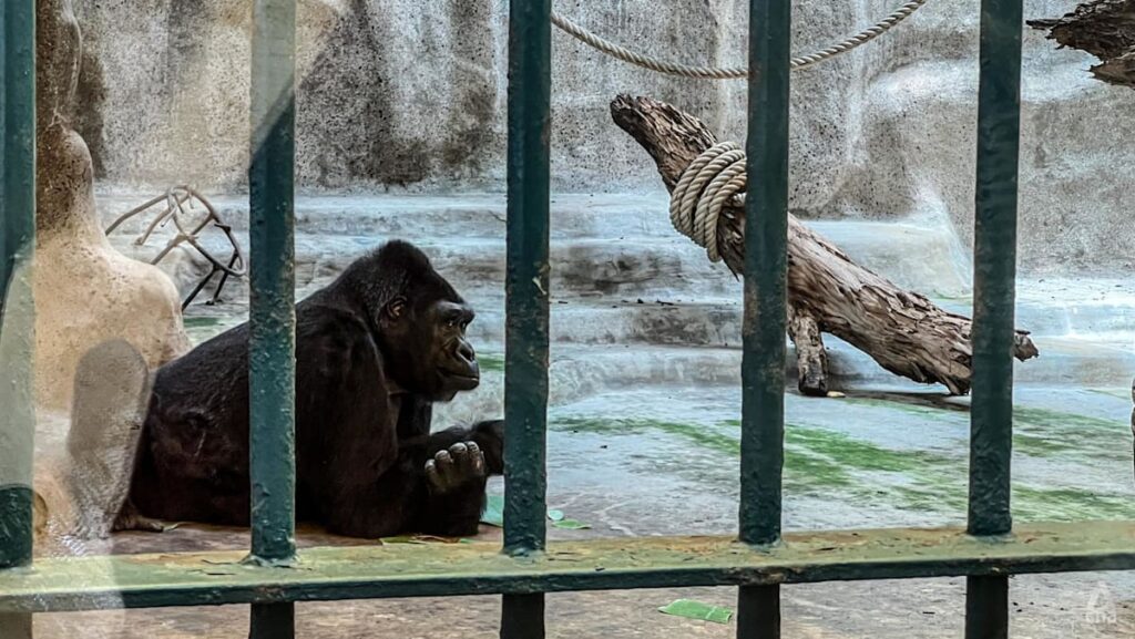 IN FOCUS: The battle over a gorilla kept in Bangkok mall zoo for almost 40 years IN FOCUS: The battle over a gorilla kept in Bangkok mall zoo for almost 40 years
