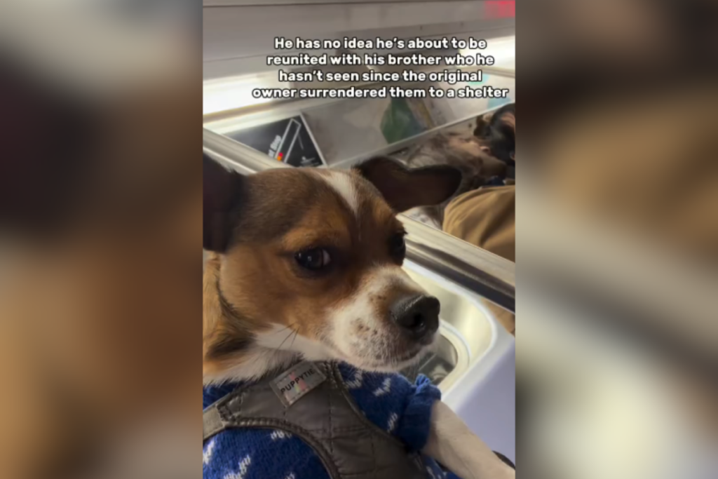 Moment Brothers Reunited After Original Owner Surrendered Pair to Shelter Moment Brothers Reunited After Original Owner Surrendered Pair to Shelter