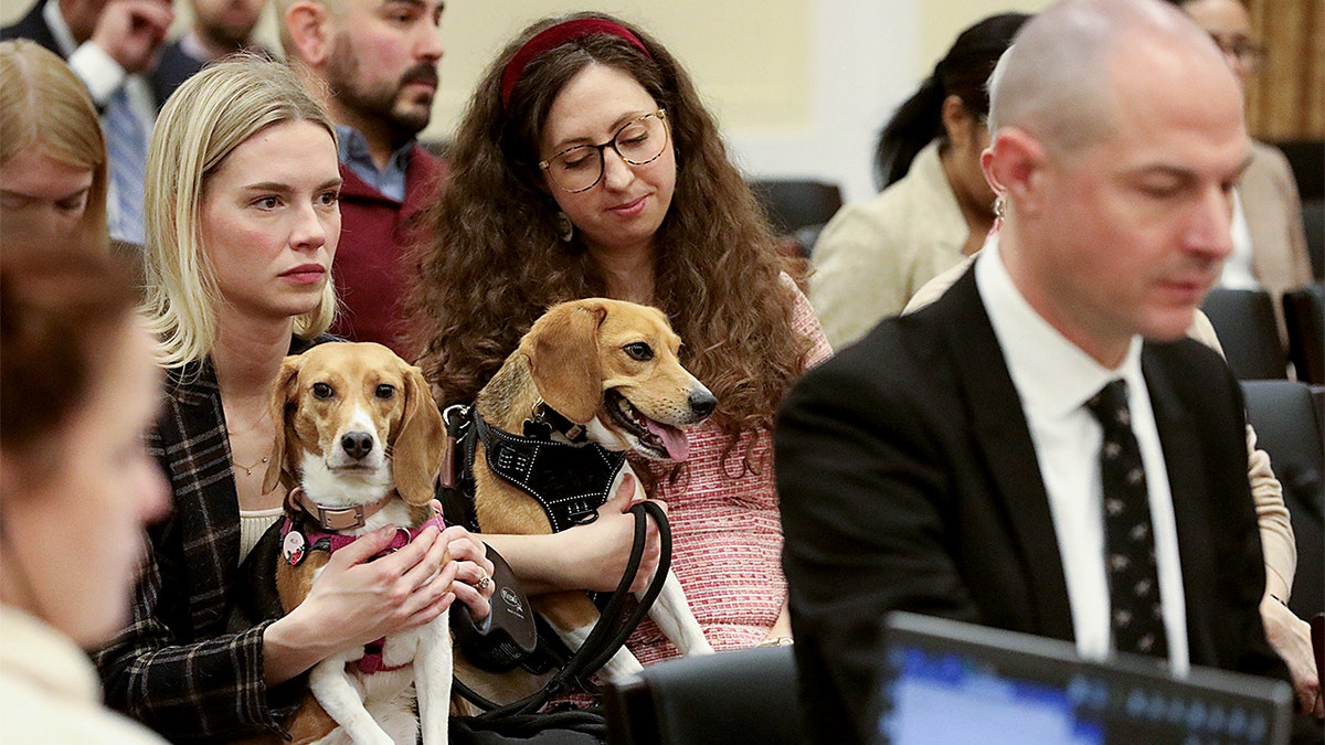 Justin Goodman sitting in a hearing room with two beagles and their handlers behind him.
