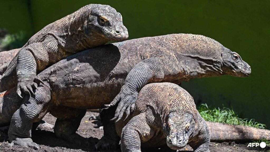 Dragon diplomacy: Indonesia lends Komodo lizard pair to Japan zoo