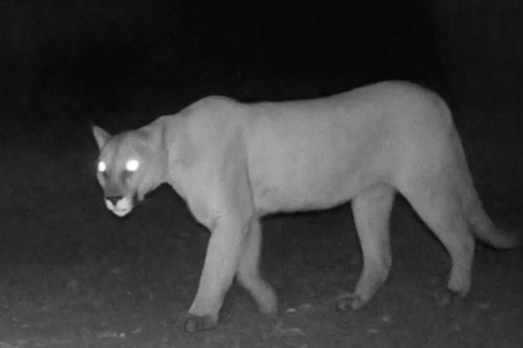 Fears mountain lion struck again as mastiff vanishes leaving trail of blood — after husky and Anatolian shepherd torn to shreds