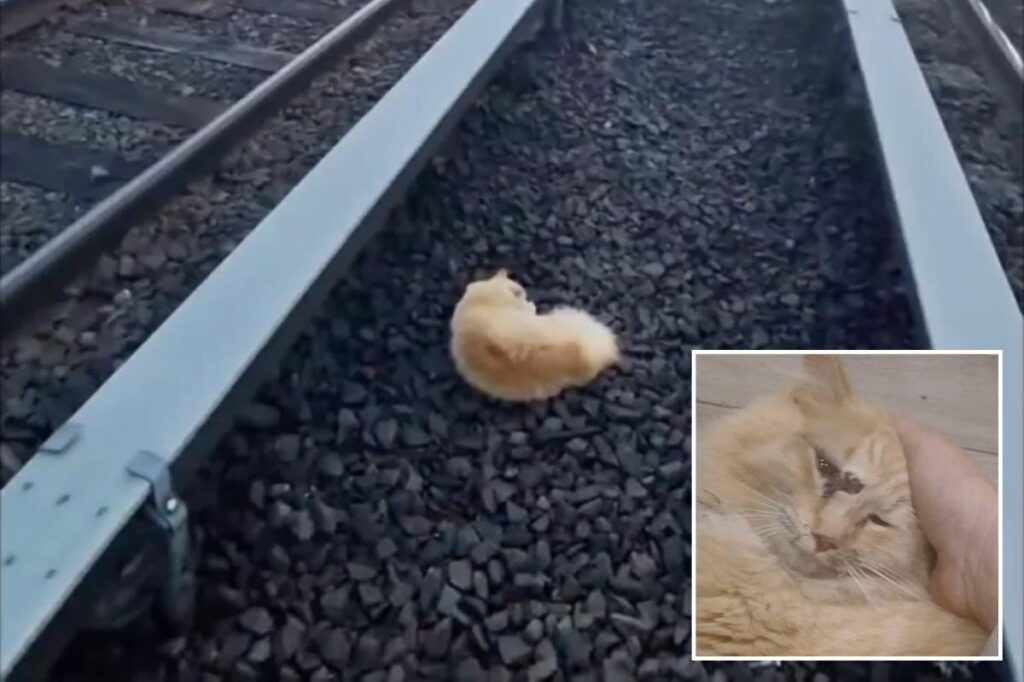 Cat named ‘Garfield’ rescued from Long Island Railroad tracks after surviving being struck by train Cat named ‘Garfield’ rescued from Long Island Railroad tracks after surviving being struck by train