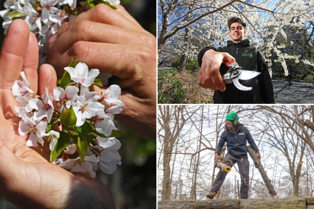 Central Park’s showstopping cherry blooms are having a ‘really good’ season – thanks to record-setting snowfall Central Park’s showstopping cherry blooms are having a ‘really good’ season – thanks to record-setting snowfall