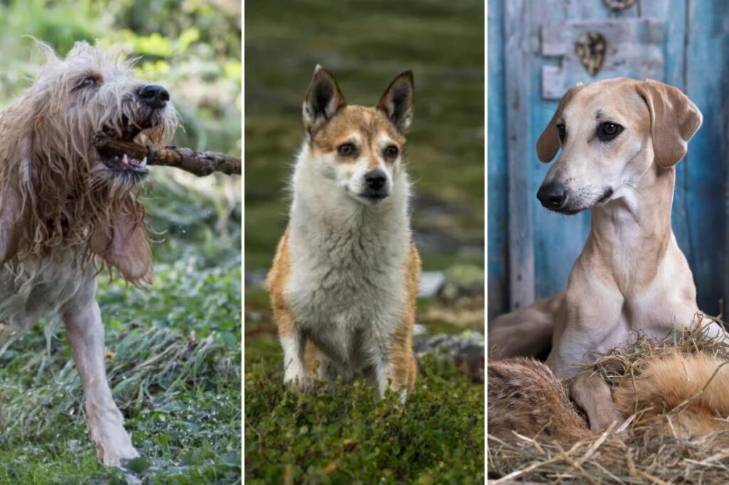 American Kennel Club reveals the rarest dog breeds in the US — including the only pup in the world to hunt adorable puffins