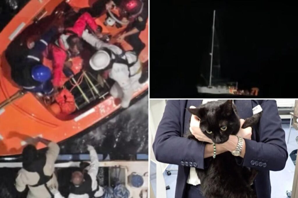Cruise passengers witness terrifying rescue at sea as stranded man and cat pulled from failing sailboat
