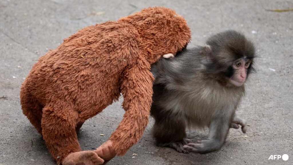 Japan arrests Americans over stunt at baby monkey Punch’s zoo