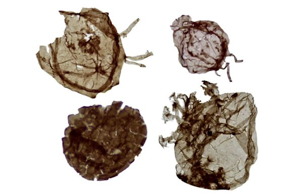 Microscope images of the 1.7 billion-year-old eukaryotes in Northern Territory rock.